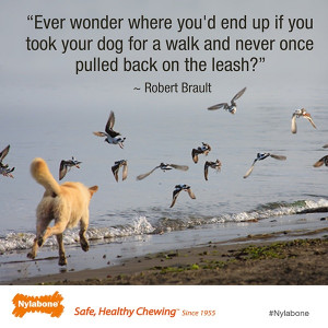 ... ? ~ Robert Brault Courtesy of www.nylabone.com #dogs #pets #quotes