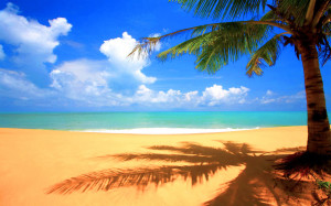 Beach with Palm Tree Cool Twitter Background