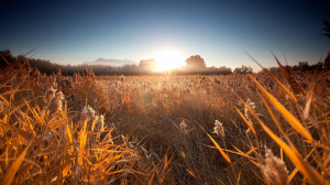 Golden Grain Field HD Wallpaper