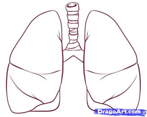 how to draw lungs step 4