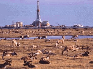 to drill or not to drill in the arctic national wildlife refuge links ...