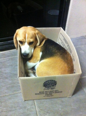 Funny Beagle Pics Photo