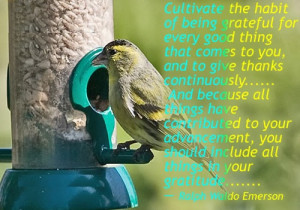 Cultivate the habit of being grateful for every good thing that comes ...