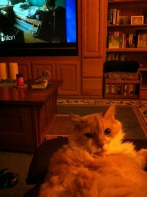 Hi Ellen, This is a picture of my cat, Sammy. He's 11 yrs old, weighs ...