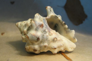 Common Pacific Vase seashell (Vasum turbinellus)
