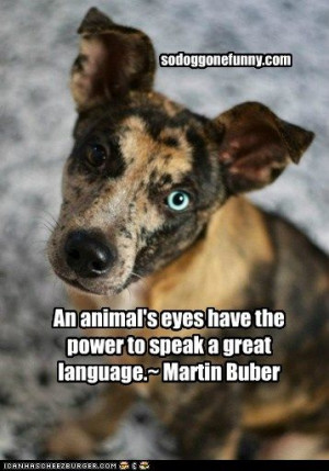 animal’s eyes have the power to speak a great language. —Martin ...