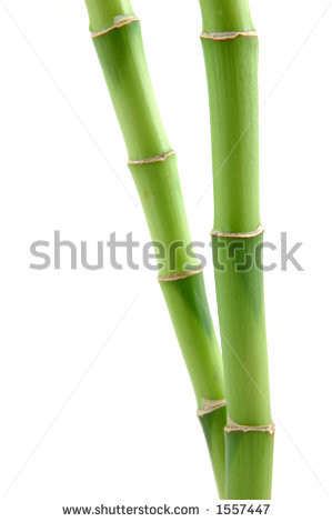 Related Pictures bamboo stems on white background hd wallpaper for ...