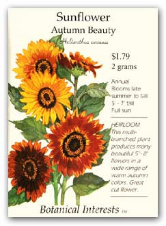 AFTR's Daily Commute-sunflower_autumn_beauty_lg.jpg