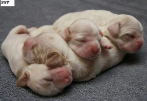 nice dogs cute dogs dog babies dogs