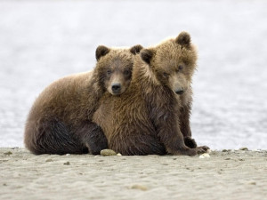 Lovely Bear Cubs Wallpaper