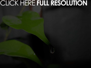 learns as seen on your tomato plant leaves in watered