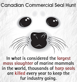 Animal Abuse Statistics