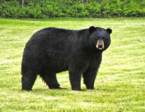 or asiatic black bear american black bear table 1 population body mass ...