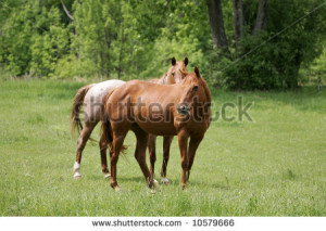 Thoroughbred Horses Feeding