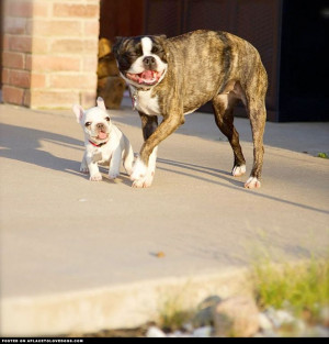 New French Bulldog Puppy And Friend
