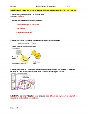 Replication of DNA Structure Worksheet and Answer