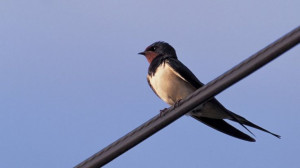 Swallow perched on overhead cable