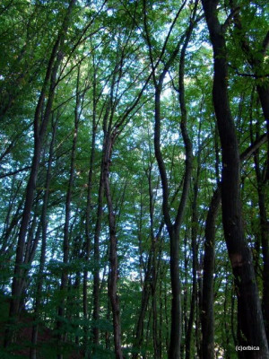 Lutheran Edward Reiss Says I Can't Claim Luther Was in 