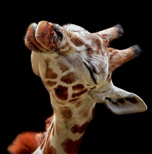 Cute-baby-giraffe
