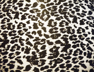 Leopard Print Texture Which