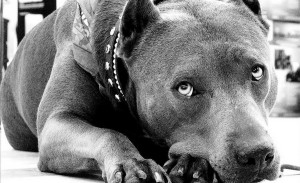 Pitbull Quotes Positive 5 ways to ensure pit bull