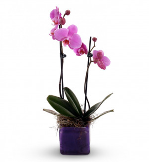 Leave a Reply Cancel reply