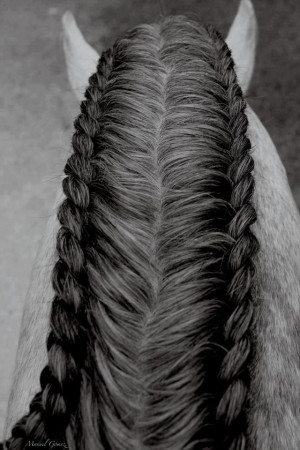 French braided Horse Mane.