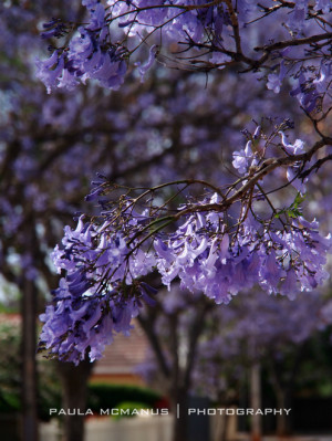 Jacaranda tree (Jacaranda mimosifolia) (©paula mcmanus)