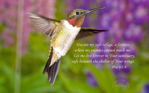 Wallpapers Scripture Nature Northern Images Ruby Throated Hummingbird