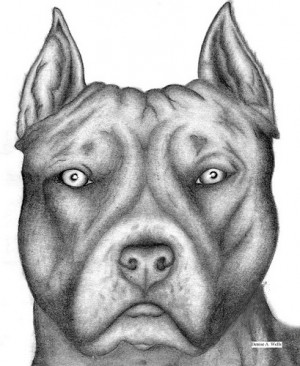 Passion, Amazing Art, Pitbull Dogs, Bull Drawing, Drawing Ideas, Pit ...