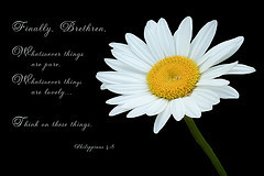 ... petals daisy inspirational scripture bibleverse stillsweetphotography