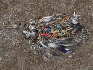 The Garbage Patch Bird