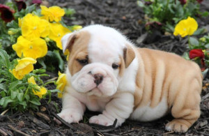 english bulldog puppies we have both male and female s puppies ...