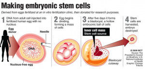 ... detailed diagram of how embryonic stem cells are created.: Stem Cell