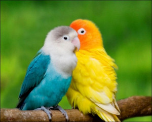beautiful, love, birds, yellow, blue