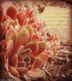 ... things with great love. ~Mother Teresa #compassion #quote #succulent