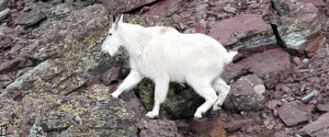 mountain goat typically lives for 12 to 15 years in the wild ...