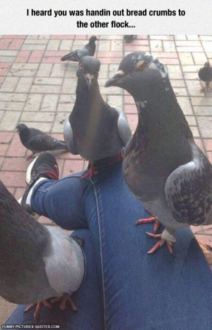 Jealous Pigeon | Funny Pictures and Quotes