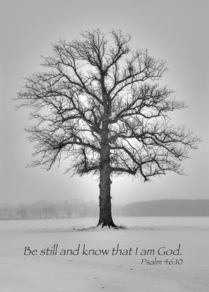 Allegan Winter Tree / Psalm 46:10 - ID: 13978514 © Leland N Saunders