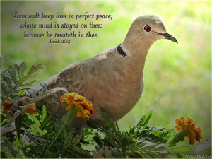 Marigold Dove With Verse Photograph