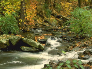 Nature Stream Water Image