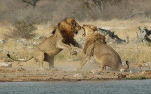 Lions Fighting