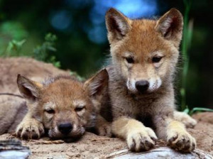 wolf pup Images and Graphics