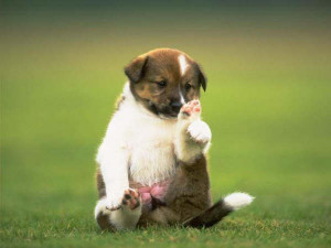 estos perros son muy tiernos