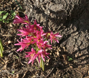 ... Wednesday: Oxblood lilies, aka 