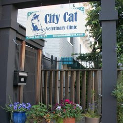 City Cat Veterinary Clinic, Seattle, WA, USA