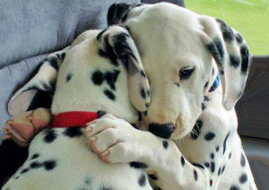 see more Adorable cute puppies hug each other