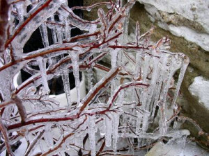 Ice and icicles on a bush.