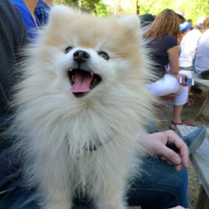 You will never reach your destination if you stop and throw stones at ...