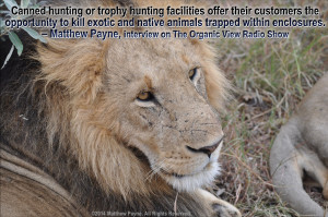 Canned hunting or trophy hunting facilities offer their customers the ...